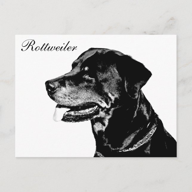 Rottweiler postcard (Front)