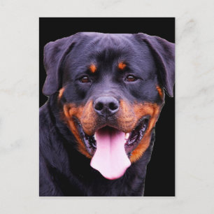 "Rottweiler" Postcard