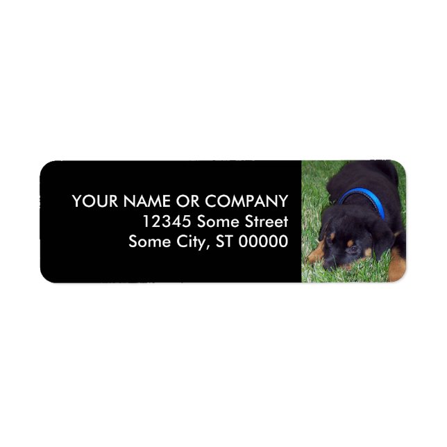 rottweiler pup. (Front)