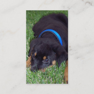 rottweiler pup business card