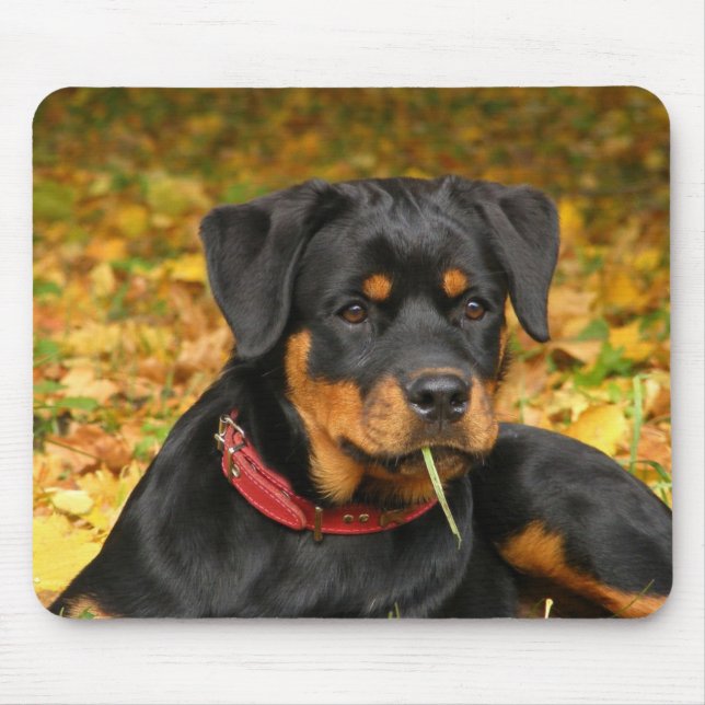 Rottweiler Pup Lying On The Ground In Forest Mouse Mat (Front)