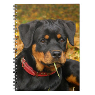 Rottweiler Pup Lying On The Ground In Forest Notebook
