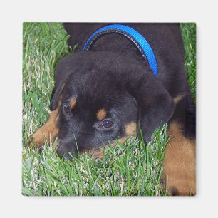 rottweiler pup. magnet