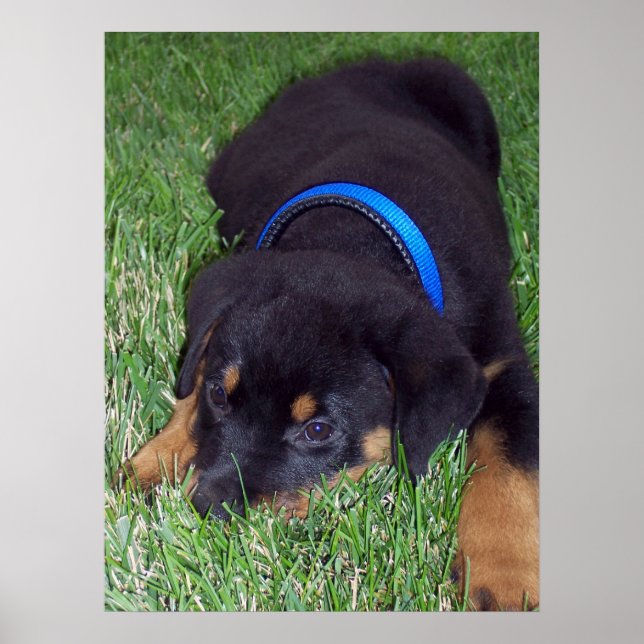 rottweiler pup. poster (Front)