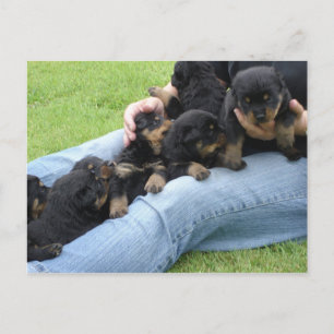 Rottweiler_puppies_at_3_weeks_old Postcard
