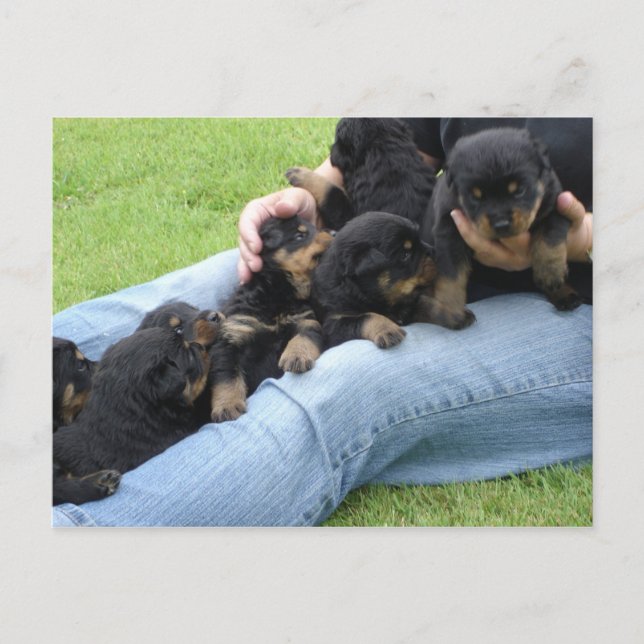Rottweiler_puppies_at_3_weeks_old Postcard (Front)