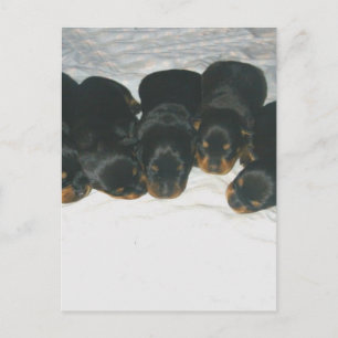 Rottweiler Puppies Postcard