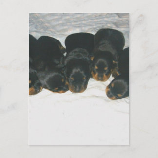 Rottweiler Puppies Postcard