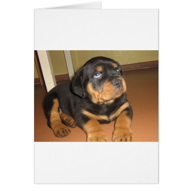 Rottweiler_puppy (Front)