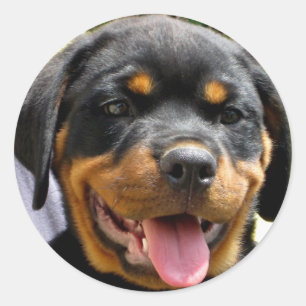 Rottweiler puppy classic round sticker