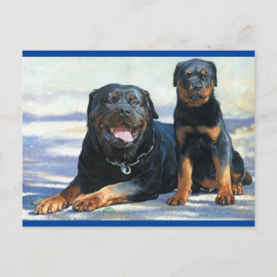 Rottweiler Puppy Dog Blank Postcard