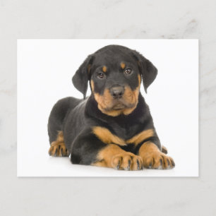 Rottweiler Puppy Dog Blank Postcard