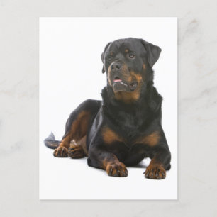 Rottweiler Puppy Dog Blank Postcard