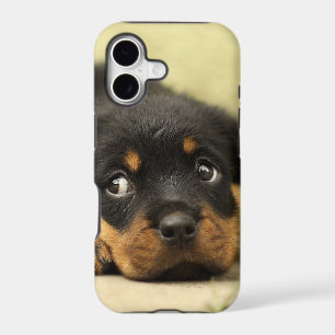 Rottweiler puppy dog curious