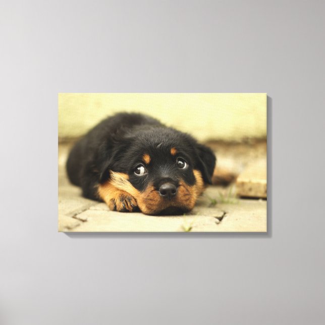 Rottweiler puppy dog curious about life canvas print (Front)