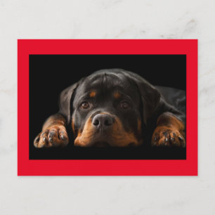Rottweiler Puppy Dog Greeting Postcard - Blank