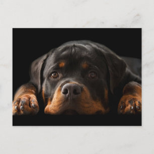 Rottweiler Puppy Dog Greeting Postcard - Blank