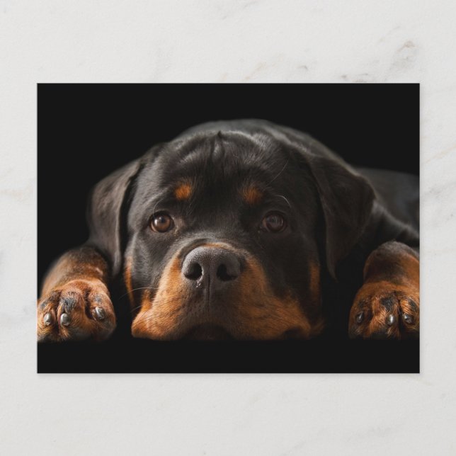 Rottweiler Puppy Dog Greeting Postcard - Blank (Front)