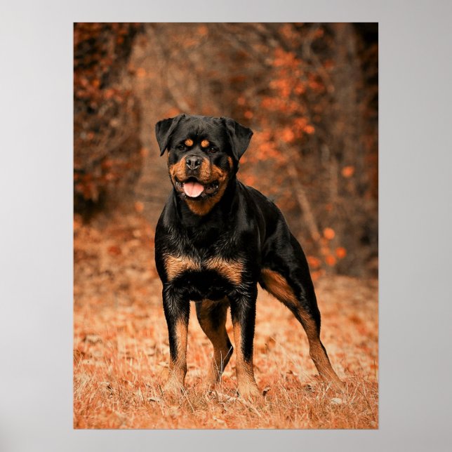 Rottweiler Puppy Dog Poster (Front)