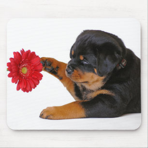 Rottweiler Puppy Dog with Gerbera Daisy Mousepad
