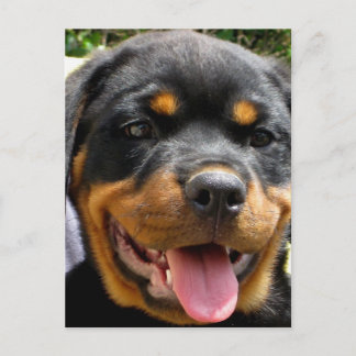 Rottweiler puppy face Dog Cute Postcard