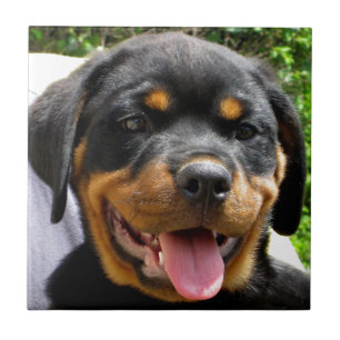 Rottweiler puppy face Dog Cute Tile