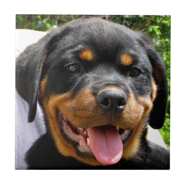 Rottweiler puppy face Dog Cute Tile (Front)