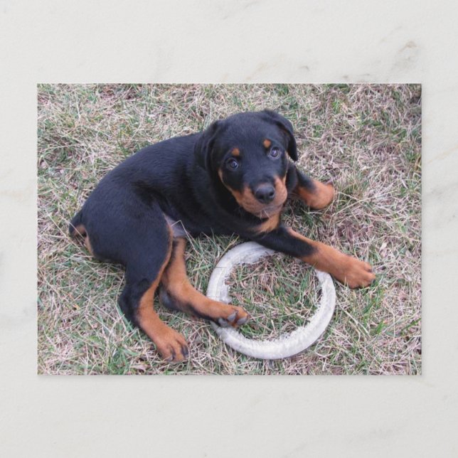 Rottweiler Puppy "Innocent" Postcard (Front)