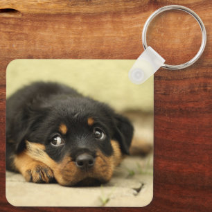 Rottweiler Puppy Key Ring