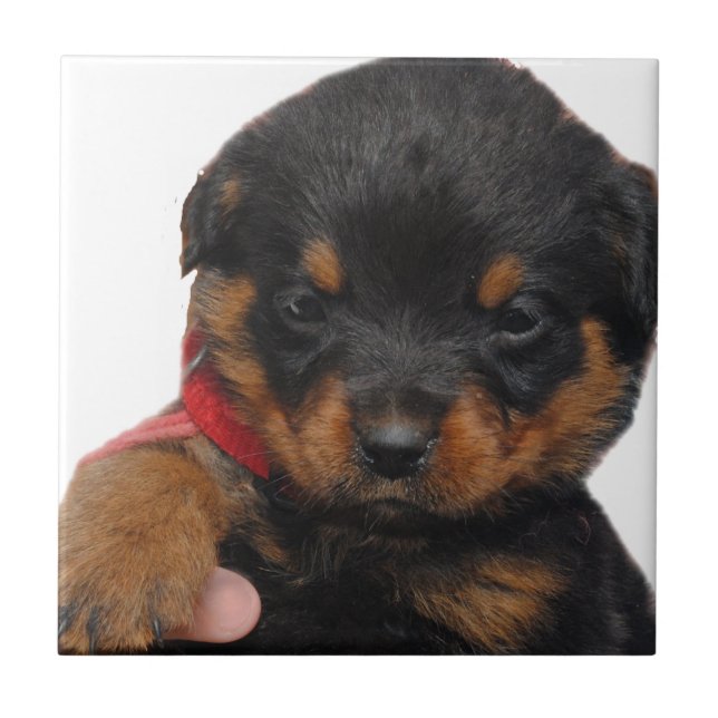 Rottweiler Puppy Red Tile (Front)