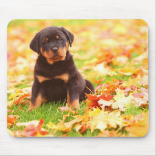 Rottweiler Puppy Sitting In Autumn Leaves Mouse Mat