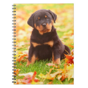 Rottweiler Puppy Sitting In Autumn Leaves Notebook