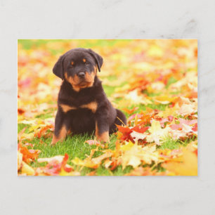Rottweiler Puppy Sitting In Autumn Leaves Postcard