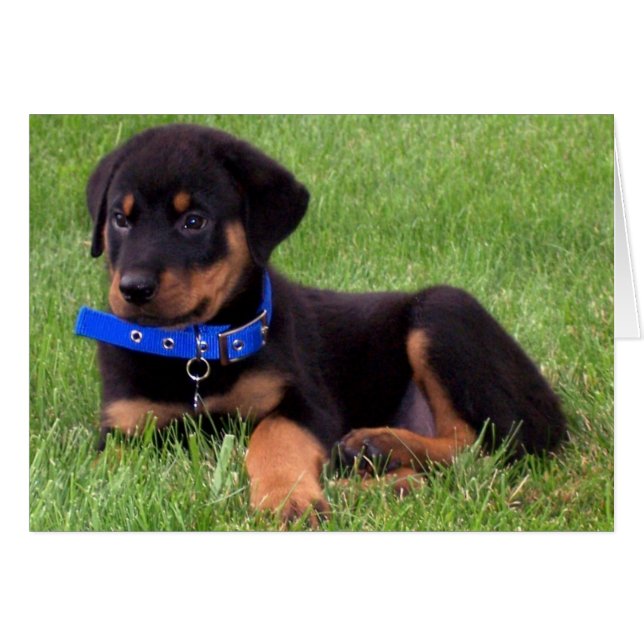rottweiler pups. (Front Horizontal)