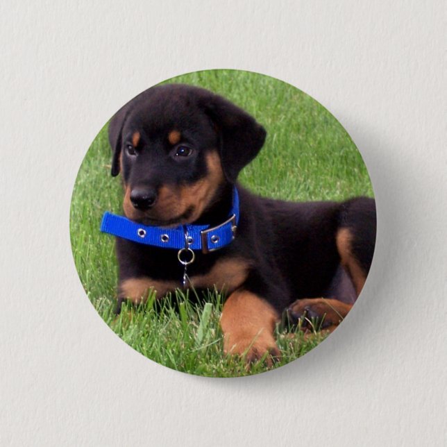 rottweiler pups 6 cm round badge (Front)