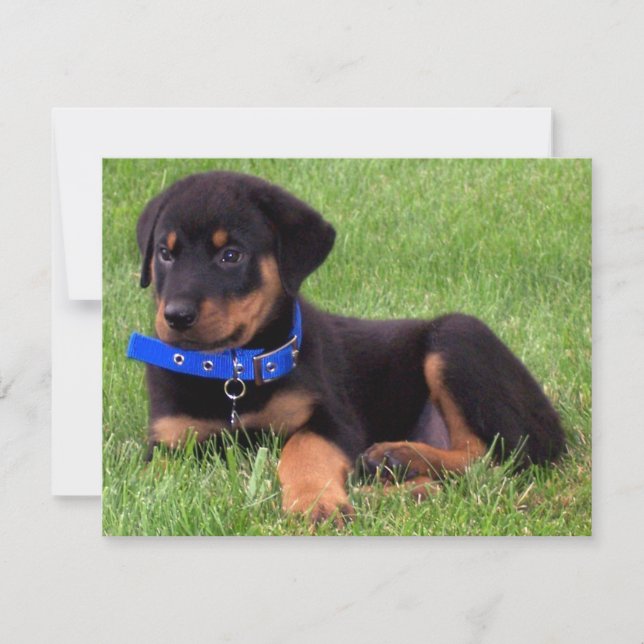 rottweiler pups invitation (Front)