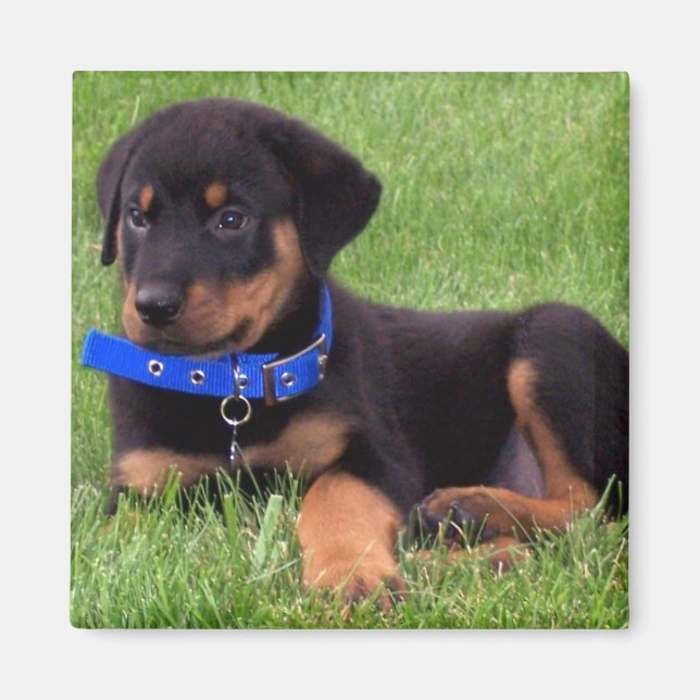 rottweiler pups magnet (Front)