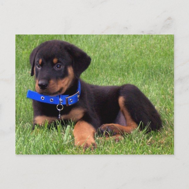 rottweiler pups. postcard (Front)