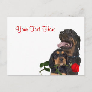 Rottweiler Red Rose Valentine Design Holiday Postcard