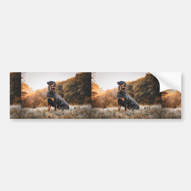 rottweiler sitting in frosty grass bumper sticker (Front)