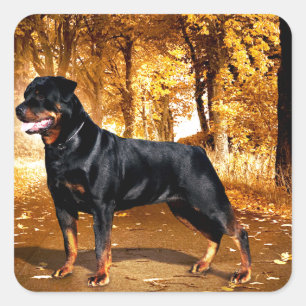 Rottweiler Square Sticker