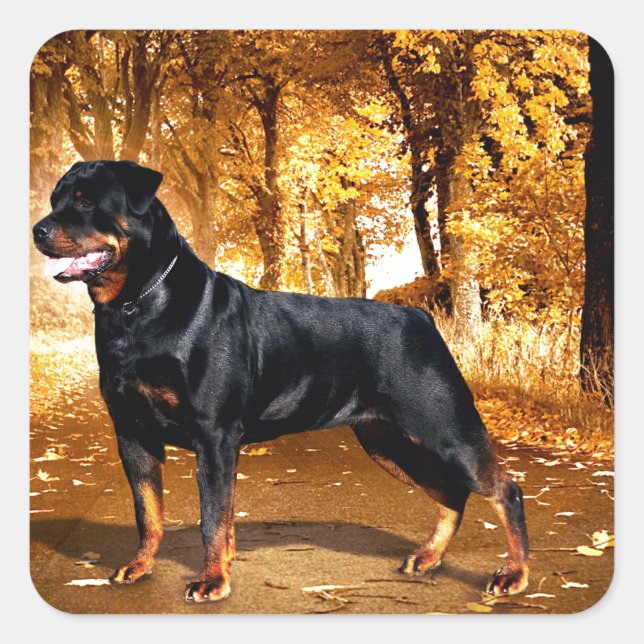 Rottweiler Square Sticker (Front)