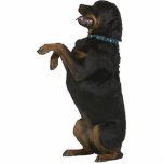 Rottweiler Standing Photo Sculpture<br><div class="desc">This photo sculpture is of a beautiful Rottweiler. You can customise this design and order it in a variety of sizes. This Rottweiler design is also available as shaped,  cut-out magnets,  ornaments,  pins and keychains.</div>