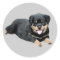 Rottweiler Sticker