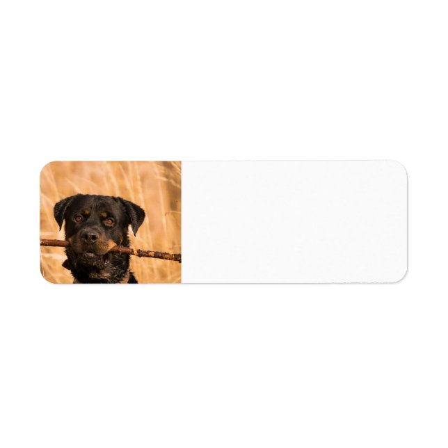 Rottweiler With A Stick (Front)
