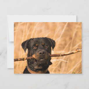 Rottweiler With A Stick Postcard