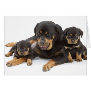 Rottweiler with two puppies