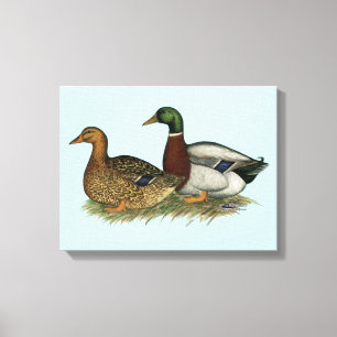Rouen Ducks Canvas Print