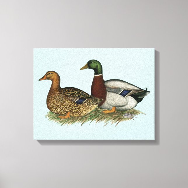 Rouen Ducks Canvas Print (Front)