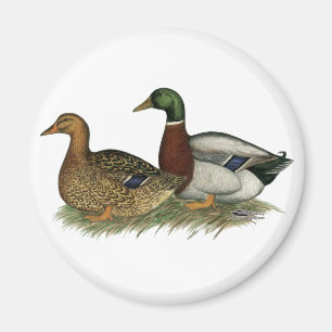 Rouen Ducks Magnet